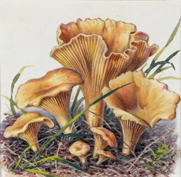 Étude de champignon